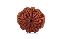 Natural 8 Mukhi Nepali Rudraksha